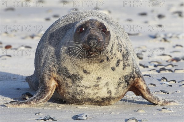 Grey seal
