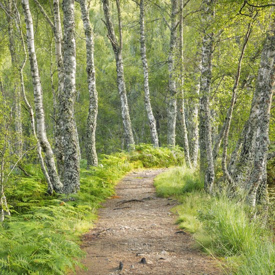Footpath in birch forest