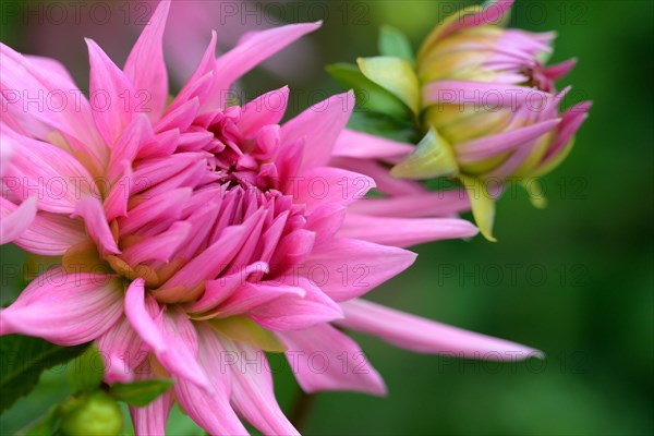 Dahlia
