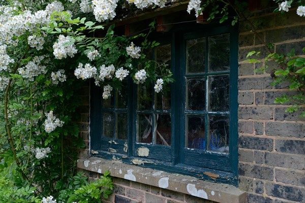 White climbing rose on house with old window