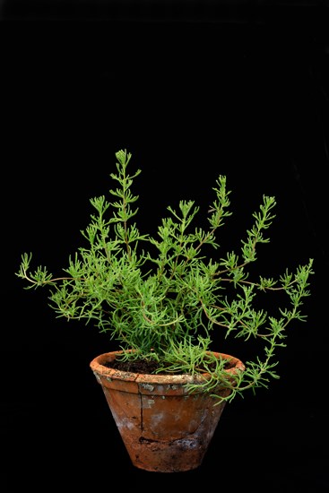 Gyros herb