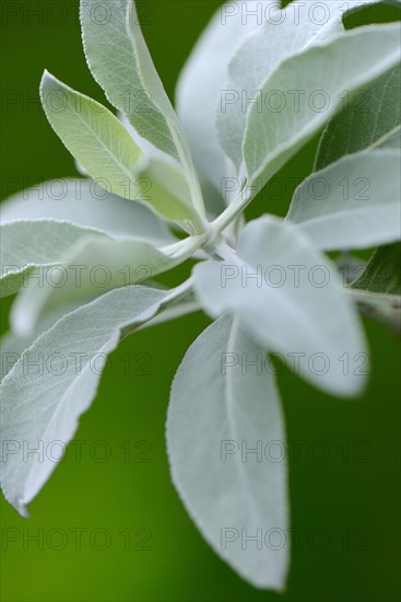 Indian smoking sage