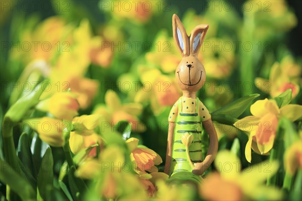Easter bunny in the middle of yellow daffodils