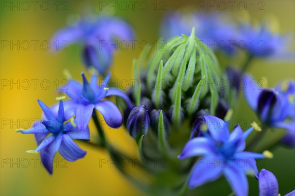 Peruvian squill