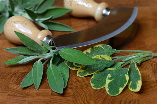 Sage leaves