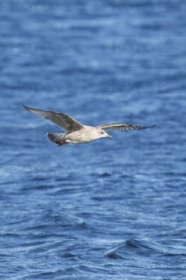 Yellow-legged gull