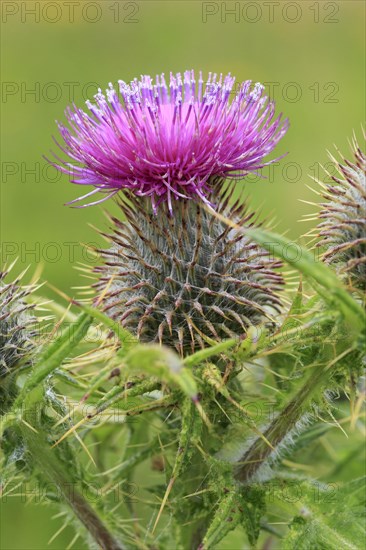 Thistle