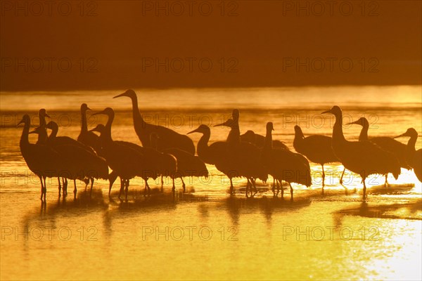 Sandhill crane