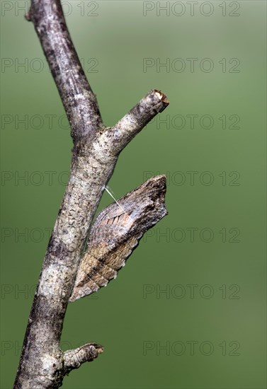 Belted pupa of a Swallowtail butterfly
