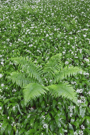 Fern and wild garlic