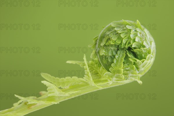 Fern