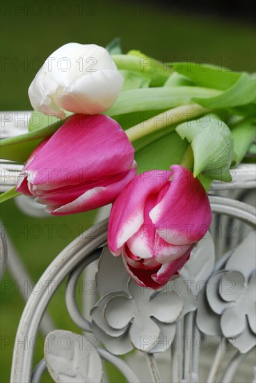 Tulips
