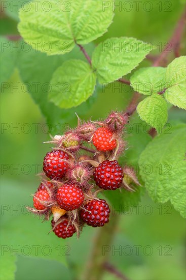 Japanese Wineberry