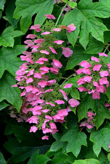 Oak-leaved hydrangea