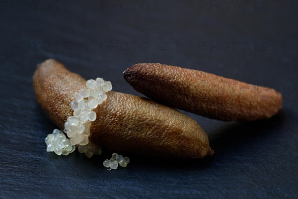 Australian finger lime