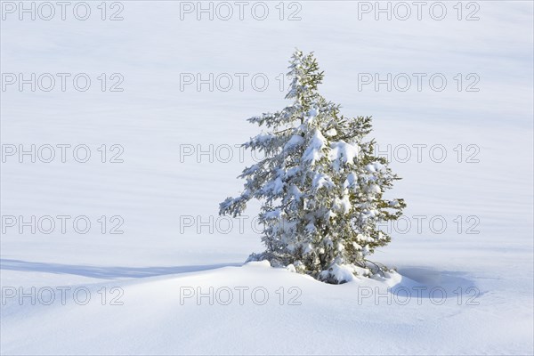 Snowy fir tree