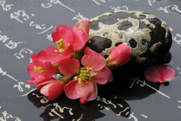Chaenomeles japonica