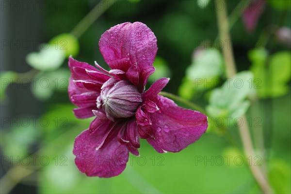 (Clematis) viticella, variety Purpurea Plena Elegans