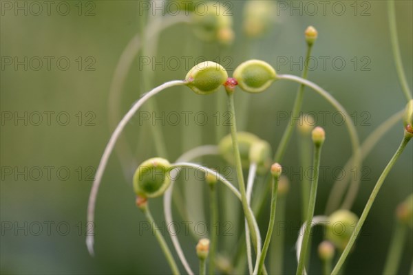 Clematis recta