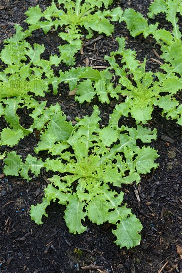 Endive
