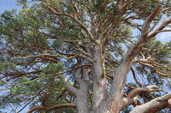 Scots pine