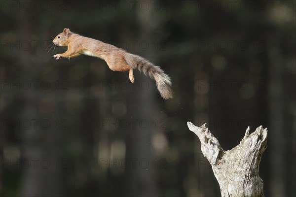 Red Squirrel