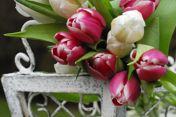 Ostrich tulips
