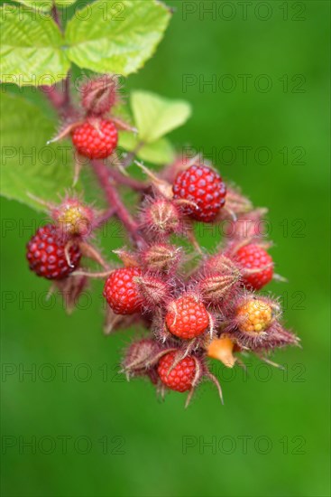 Japanese Wineberry