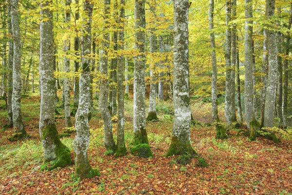 Beech forest in autumn