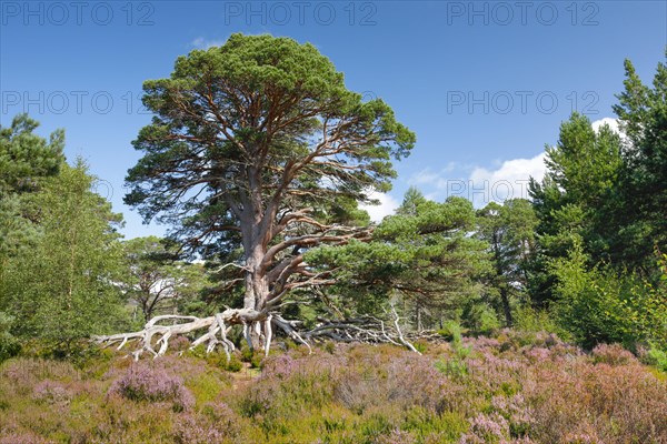 Scots pine