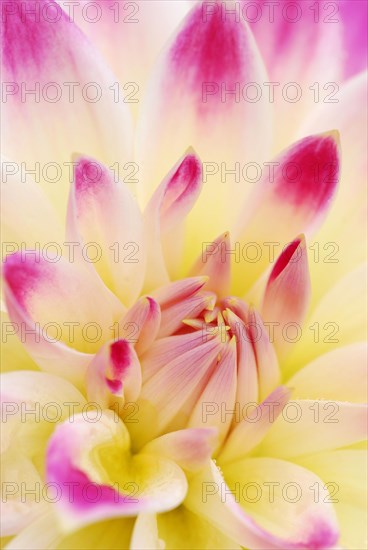 Dahlia