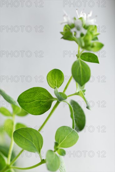 Oregano