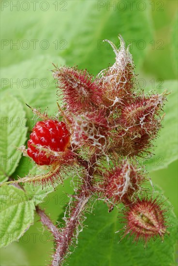 Japanese Wineberry