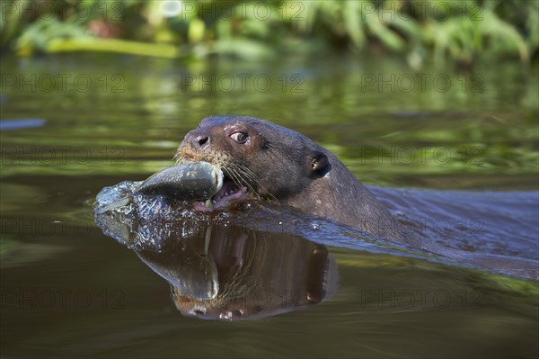 Giant otter