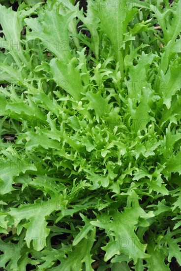 Endive