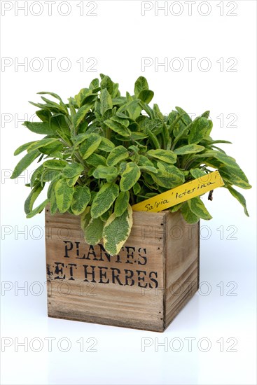 Sage