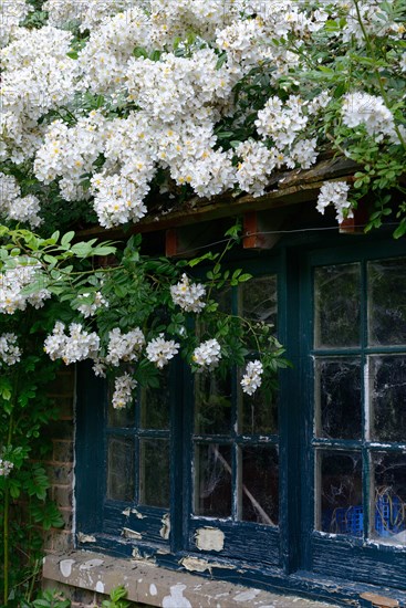 White climbing rose on house with old window
