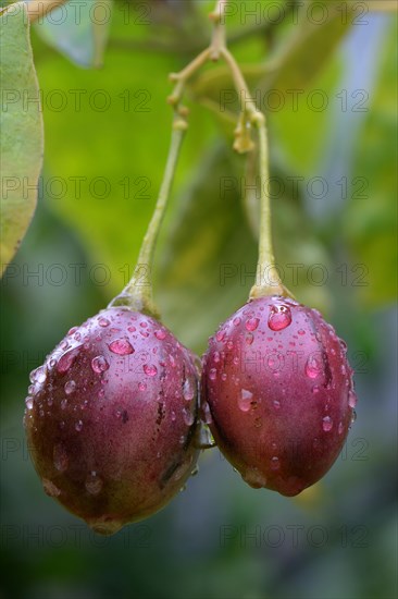 Tree tomato