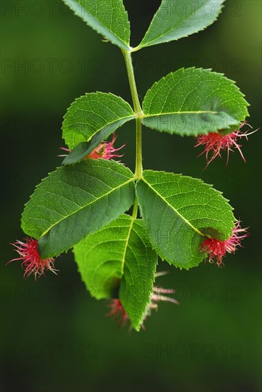 Mossyrose gall wasp