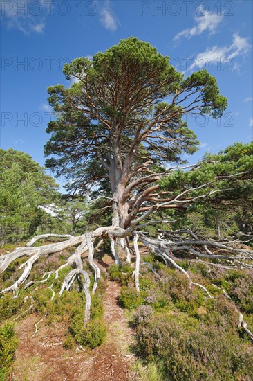 Scots pine