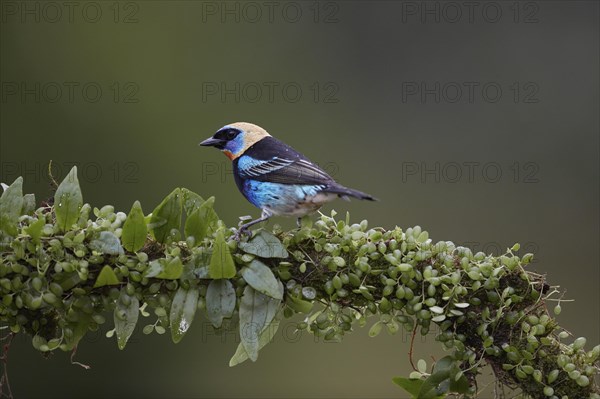 Golden-hooded Tanager