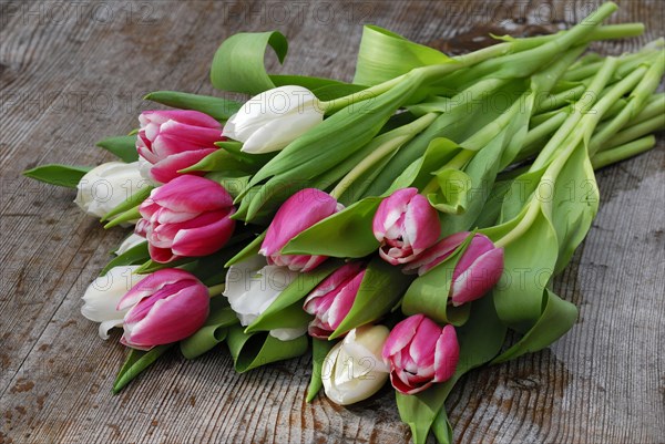 Ostrich tulips