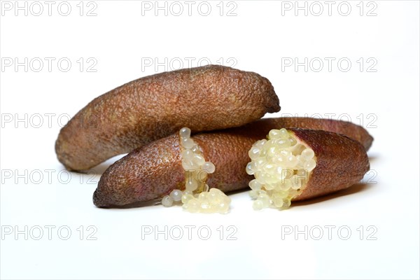 Australian finger lime