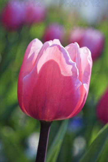 Tulip