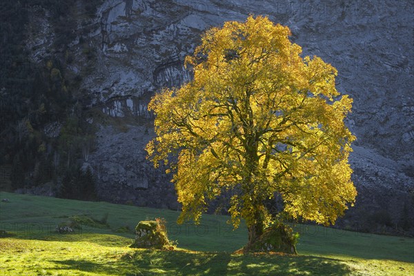 Mountain maple