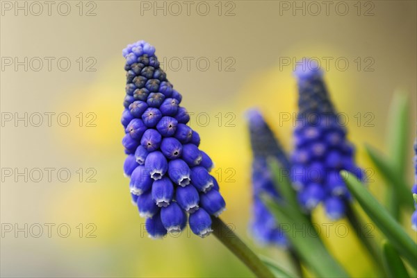 Grape hyacinth