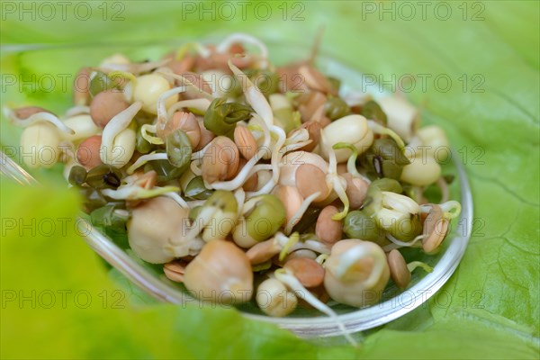 Mixed sprouts of lentils