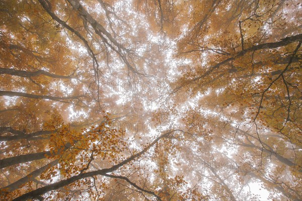 Beech forest in autumn