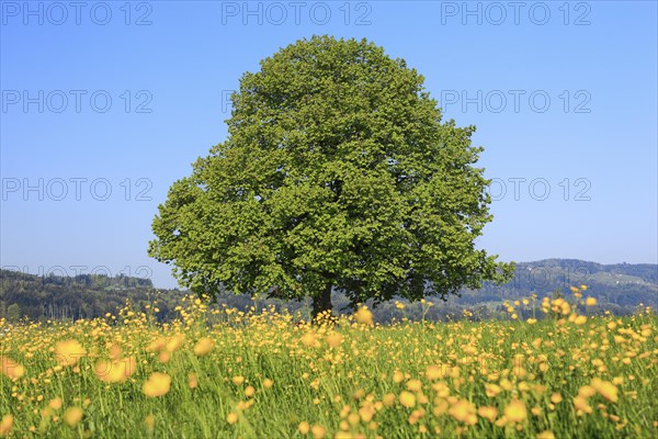 Lime tree