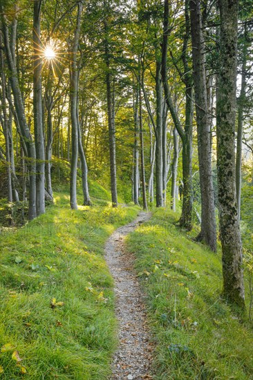 Waldweg
